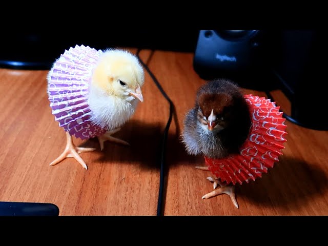 Best of Chickens in skirts