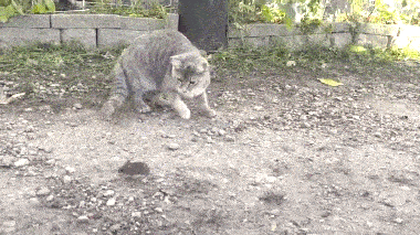 cat playing with mouse gif