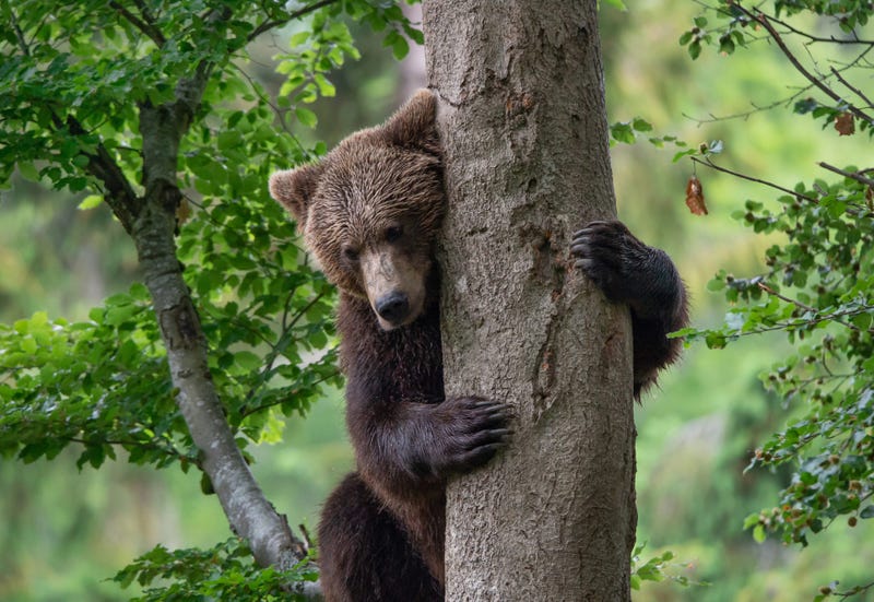 anthony sacramento recommends dancing bear stripper videos pic