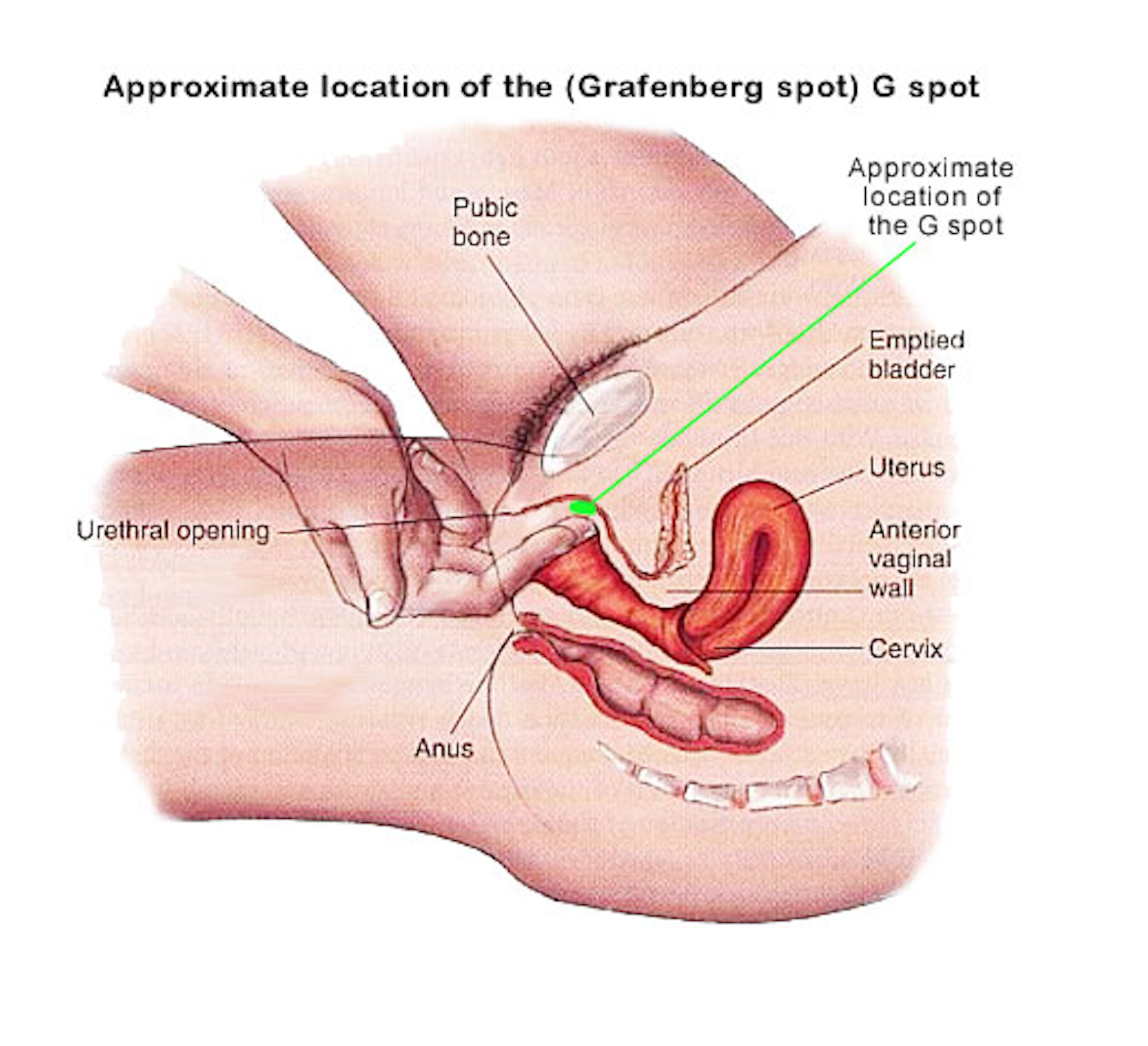 Photos Of The G Spot guide site