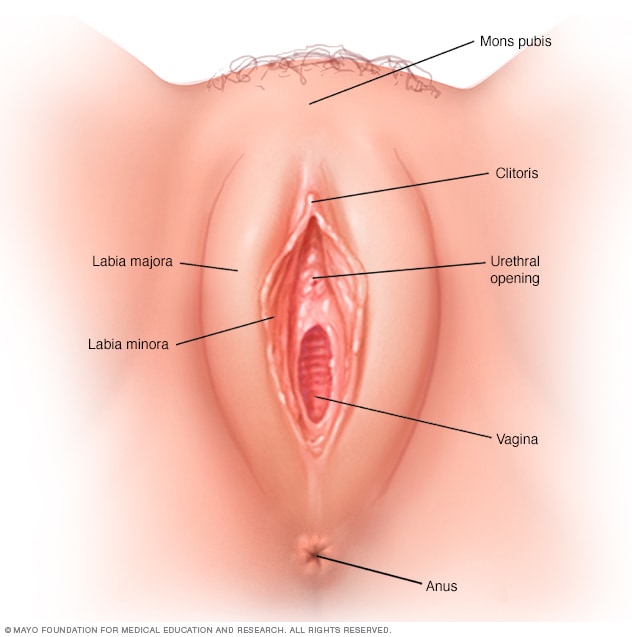 images of vaginas