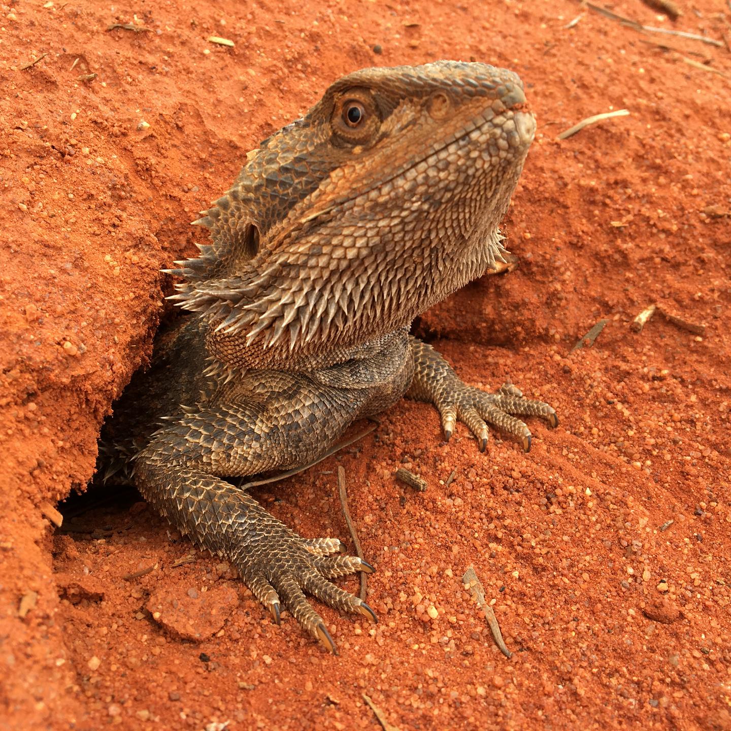 chanchal wadhwa recommends bearded dragon penis pic