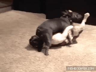 dogs fucking each other