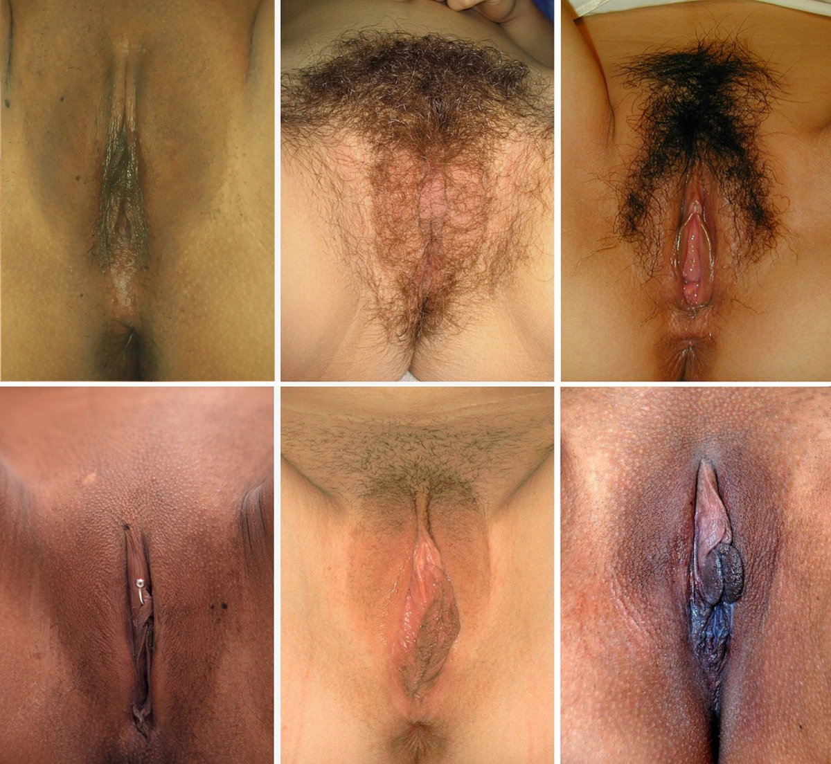 dianna levin recommends mujeres con vulvas peludas pic