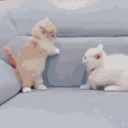 funny cat fight gif