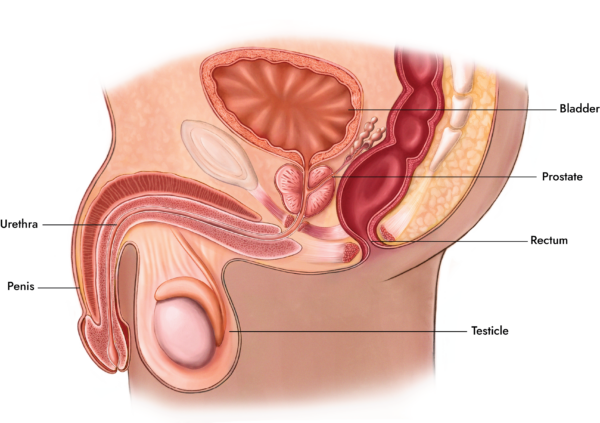 Ejaculating During Prostate Exam husband sleeps