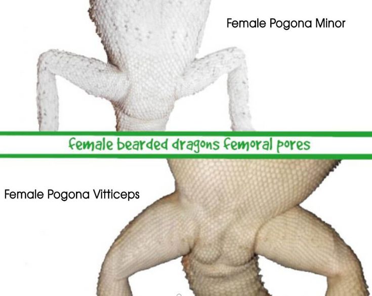 anna cassis recommends bearded dragon penis pic