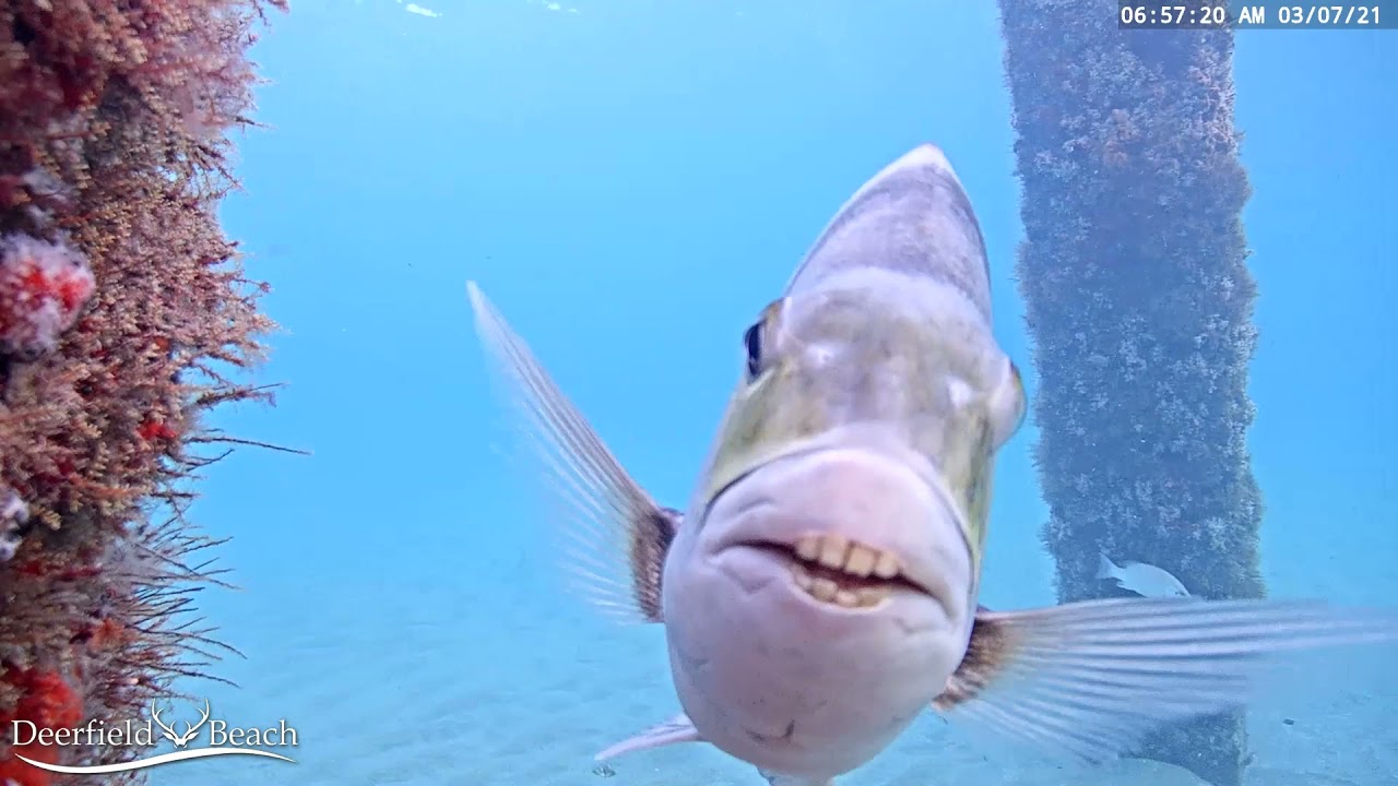 daniel edmonson recommends fishy fishy webcam pic