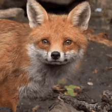 coral sanders recommends red fox gif facebook pic