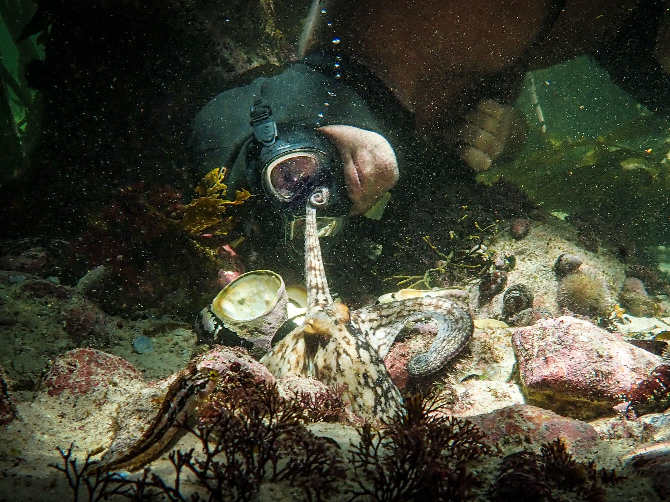 bethany frandsen recommends girl has sex with octopus pic