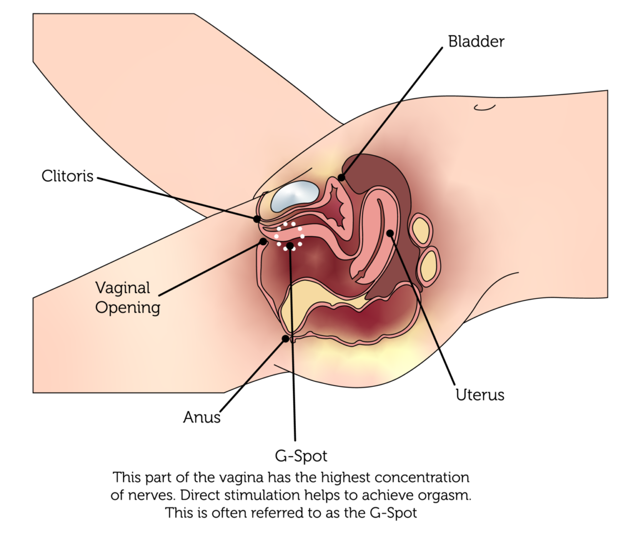 dennis curtis recommends Photos Of The G Spot