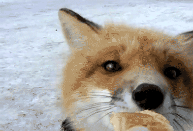 Red Fox Gif Facebook toys pussy