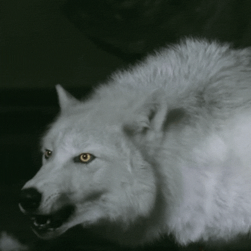 alexa ronquillo recommends Black And White Wolf Gif