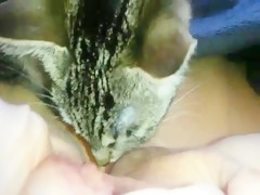 Best of Cat lick my pussy