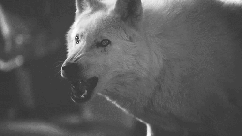 don maston recommends black and white wolf gif pic
