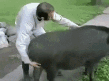 Best of Man riding pig gif