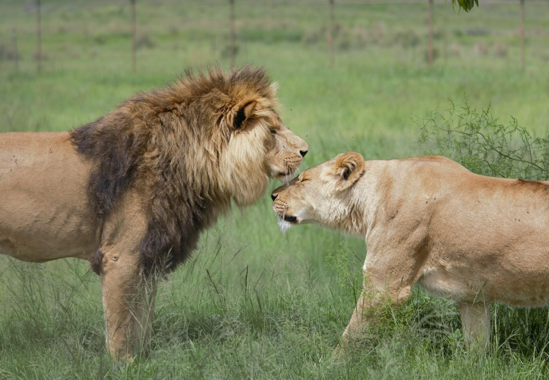 Lion King Mating Stories ba han