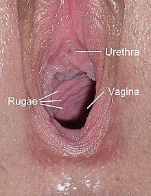 brenda timpson recommends vagina real photos pic