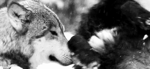 Black And White Wolf Gif sex yahoo