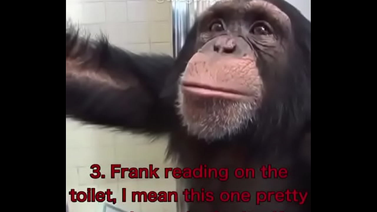 chimps fucking girls