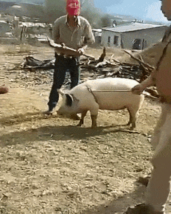 man riding pig gif