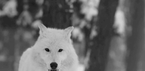 anat agami recommends black and white wolf gif pic