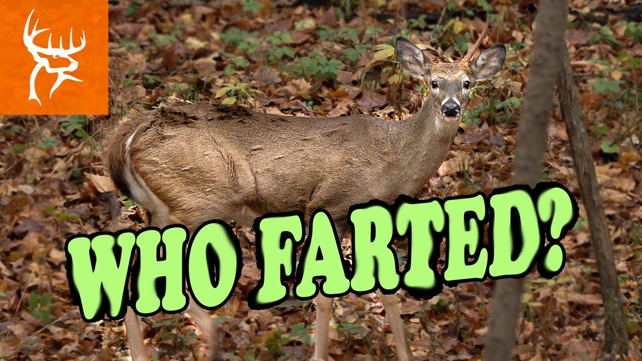 Best of Deer farts on camera