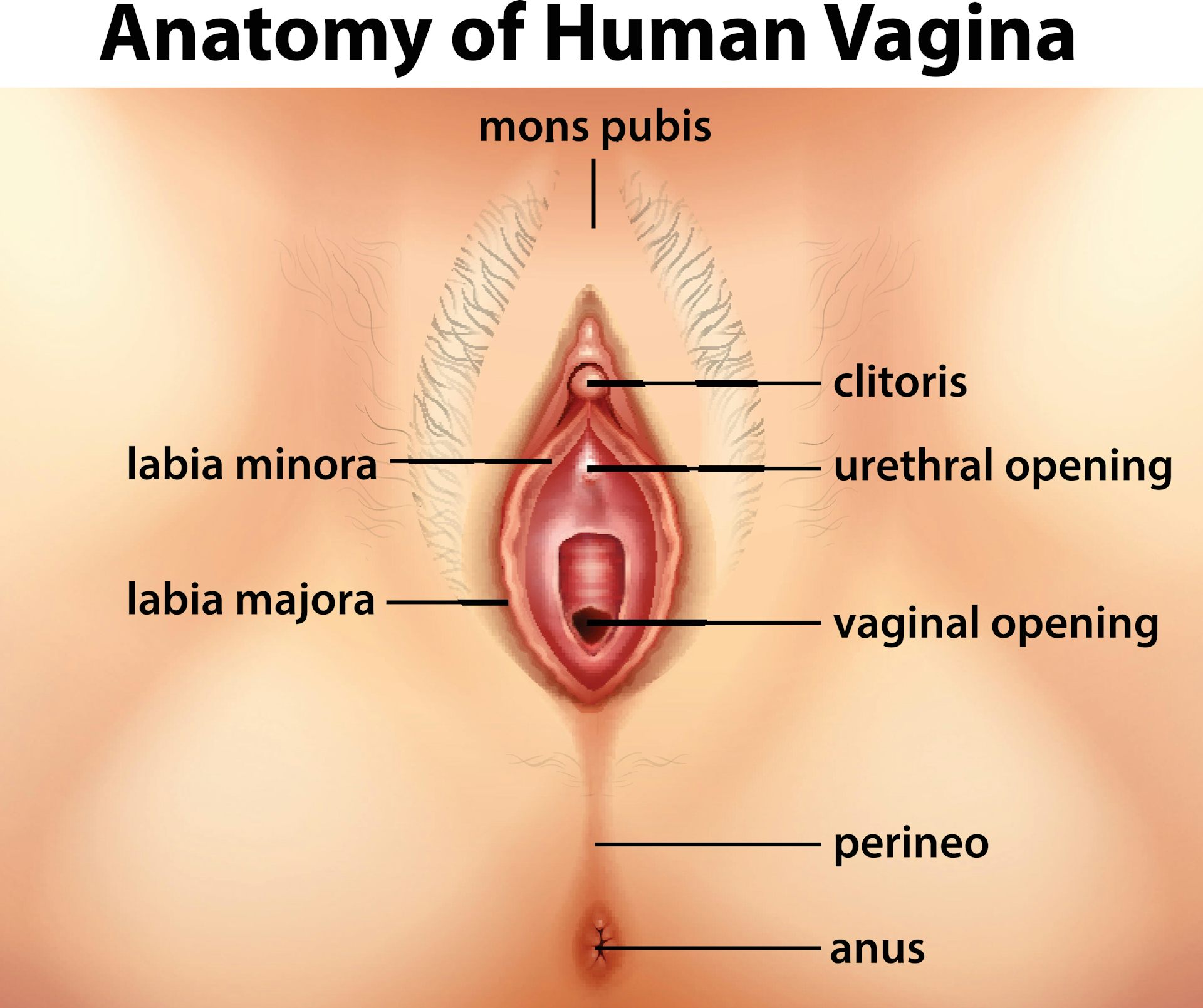 curtis beckmann recommends Images Of Vaginas
