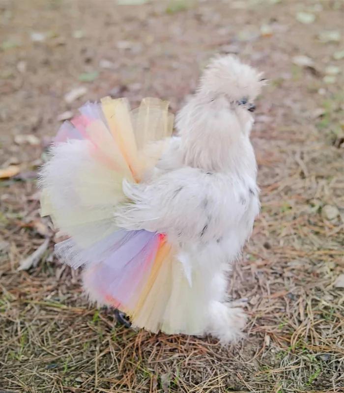 dane osborn recommends chickens in skirts pic