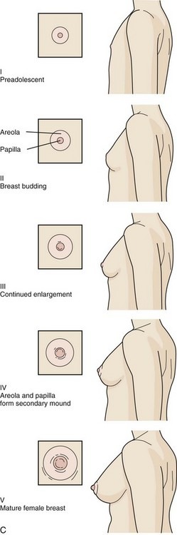 budding breast photo