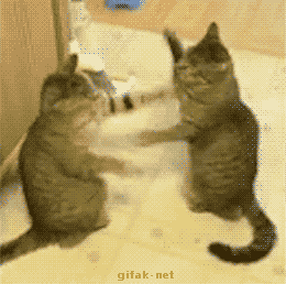 Best of Funny cat fight gif