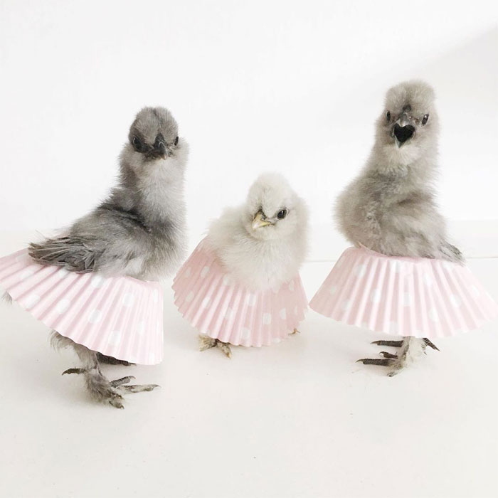alexandra crespo add photo chickens in skirts
