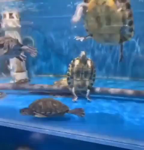 turtley enough for the turtle club gif