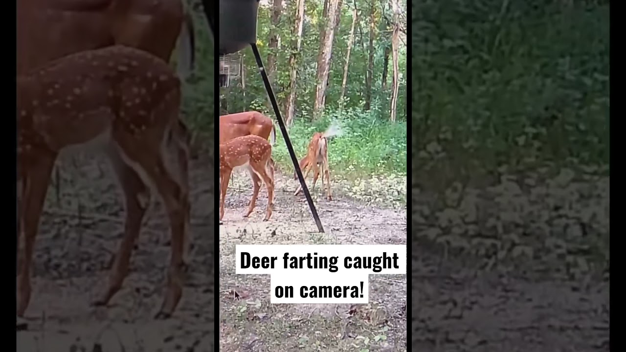 cici summer recommends deer farts on camera pic