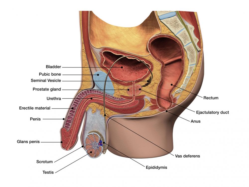 andrew schoenlein recommends external prostate massage techniques pic