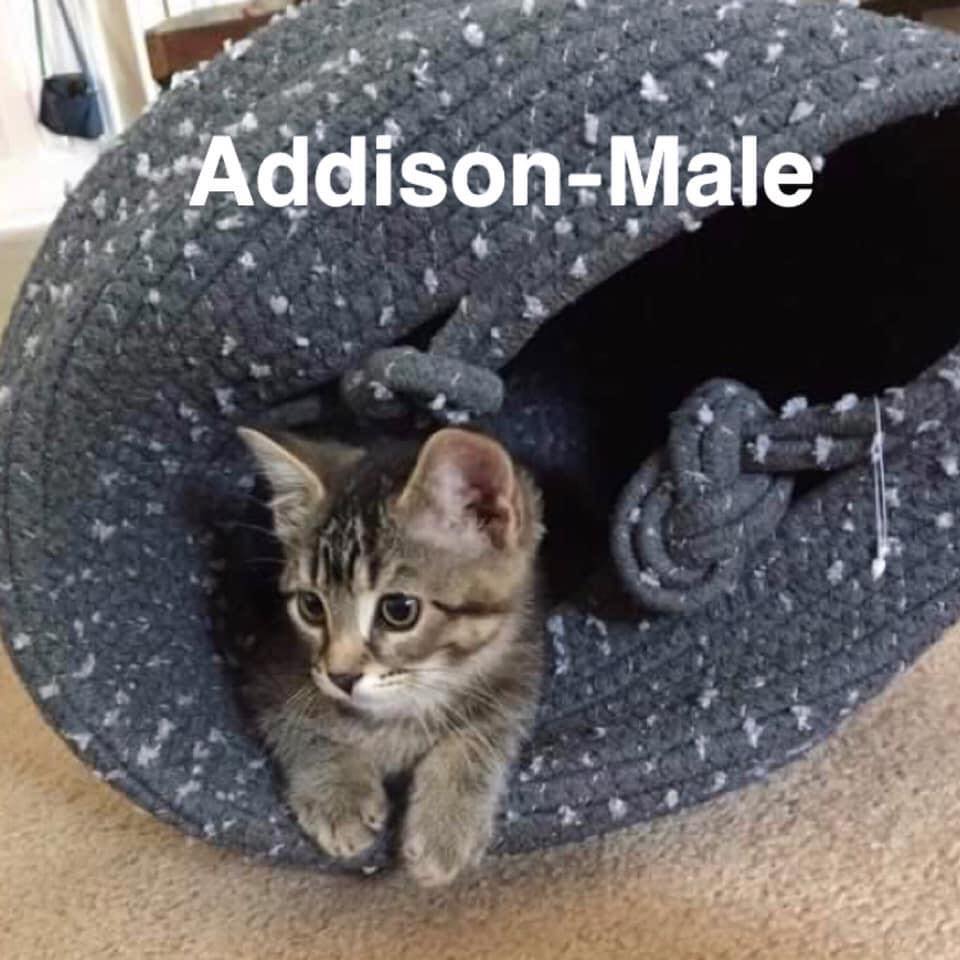 cameron shelby add photo addison grey cat