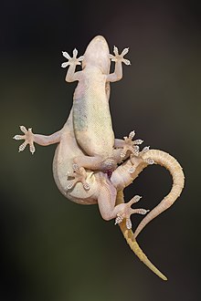 cheryl breeden add photo bearded dragon penis