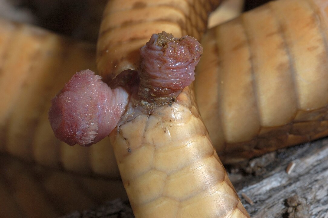 bearded dragon penis