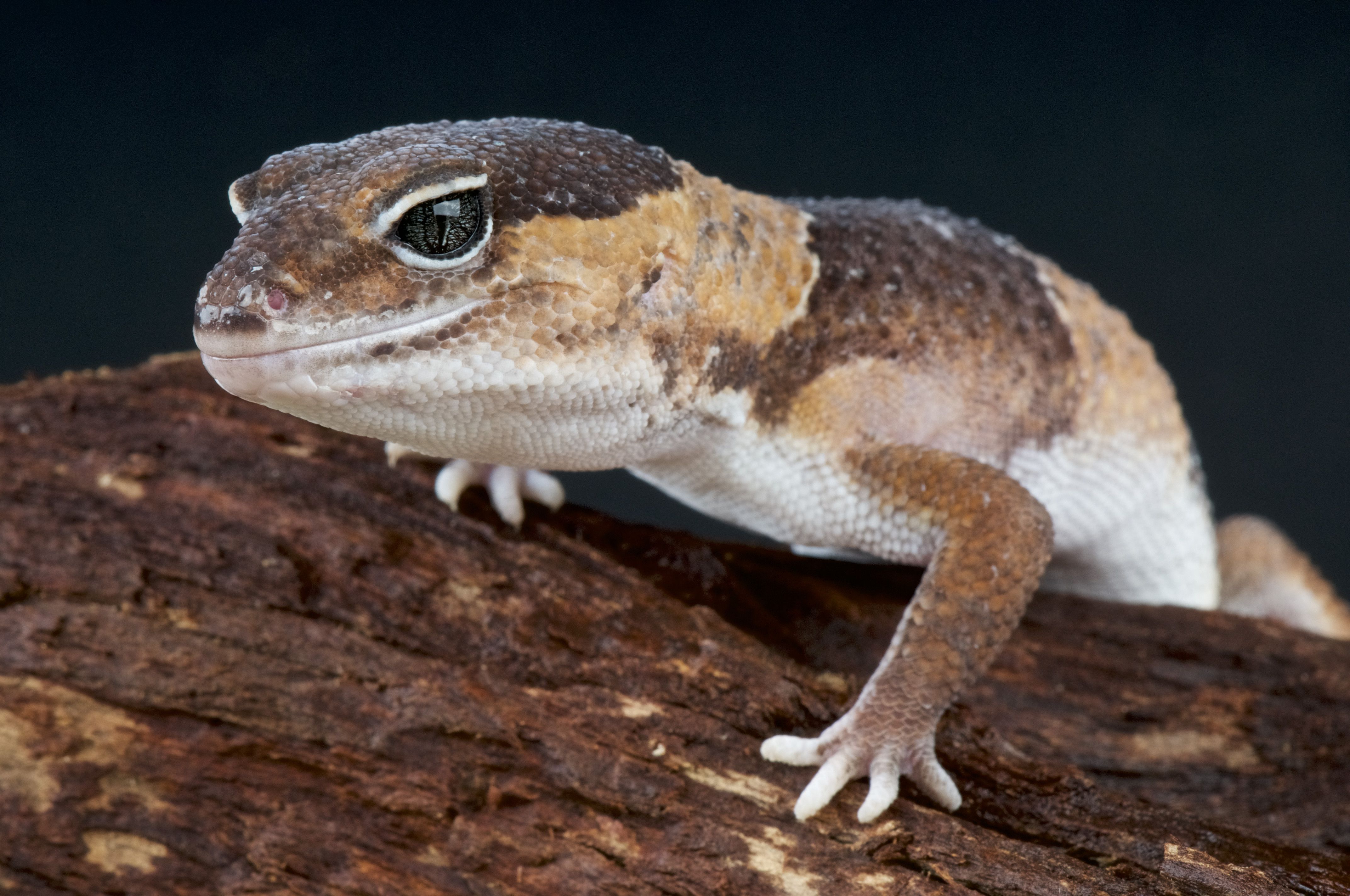 chad kerner share bearded dragon penis photos