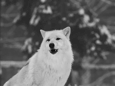 ashley broadbent recommends black and white wolf gif pic