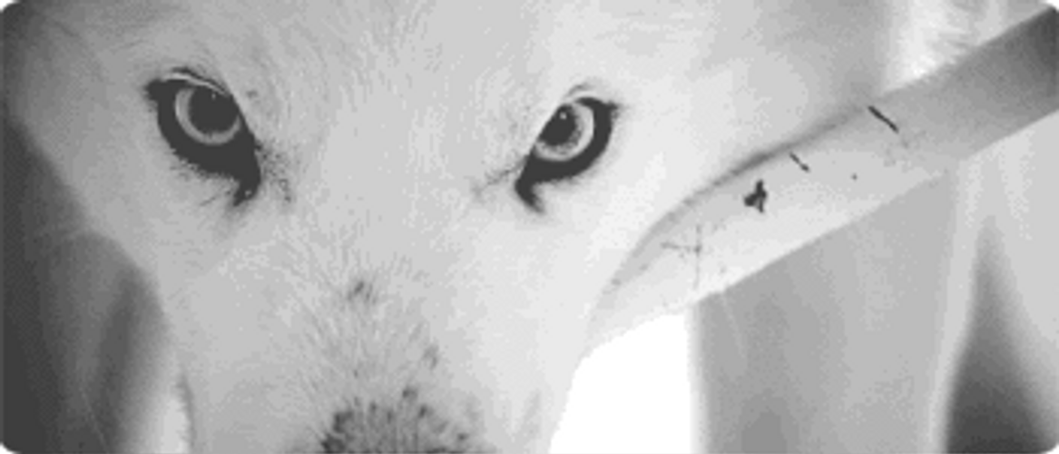 black and white wolf gif