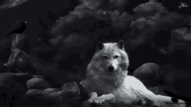 dean le blanc recommends black and white wolf gif pic