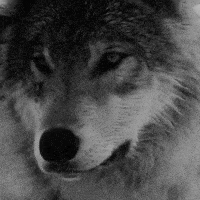 alicia givens add black and white wolf gif photo