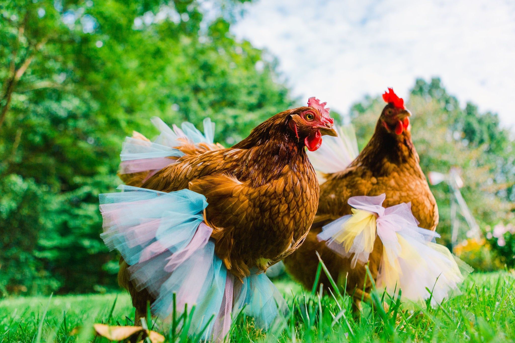 charlie keesee recommends chickens in skirts pic