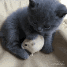 dan kellermann add cat playing with mouse gif photo
