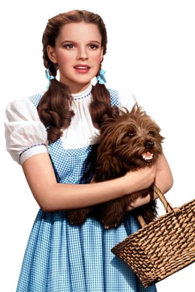 babak mahmoudi add pictures of dorothy and toto photo