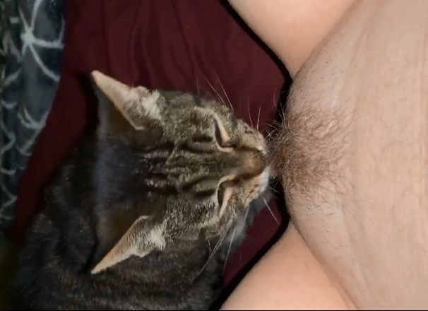 beatrice knowles recommends Cat Lick My Pussy