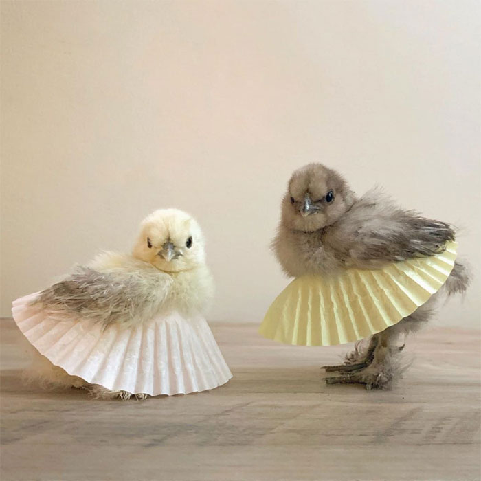 andrey jourovski recommends chickens in skirts pic