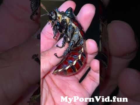 claudia zertuche recommends cockroach with big tits porn pics pic