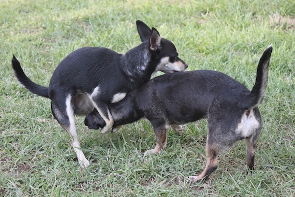 Best of Dogs fucking each other